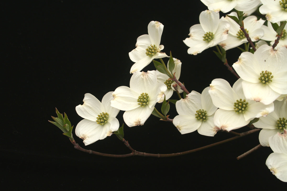 Dogwood