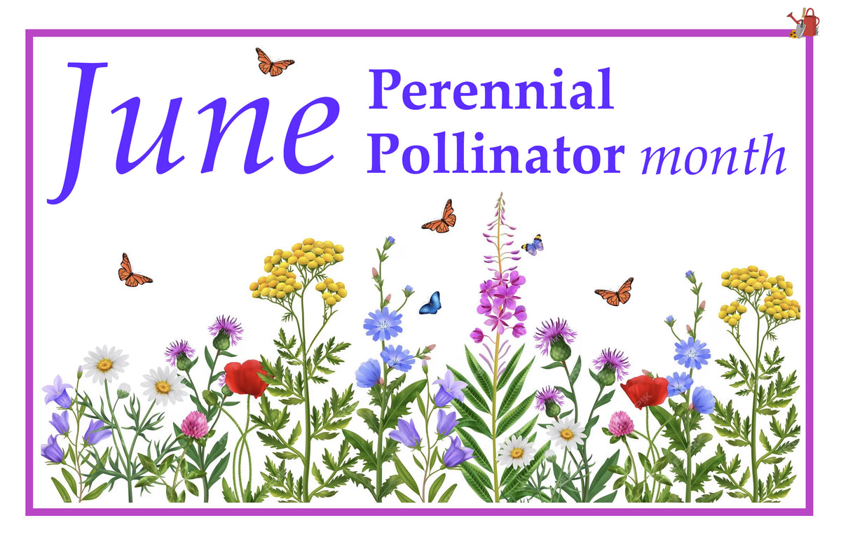 june is perennial pollinator month 2025 copy