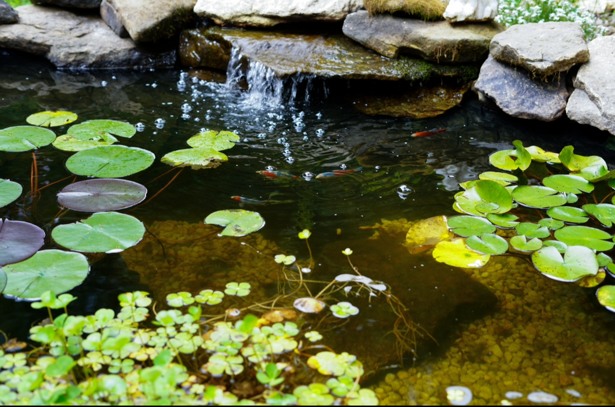 kira workshop pond pic water gardening cropped