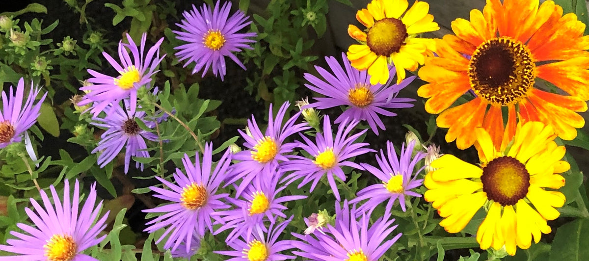 Purple Asters and bright yellow-orange Helenium, sturdy perennial plants.