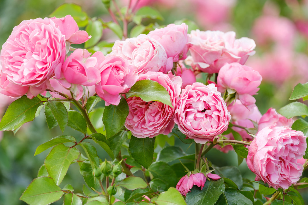 blooming pink rose close-up on a blurred background