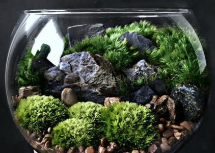 A dramatic terrarium with rocks and mosses