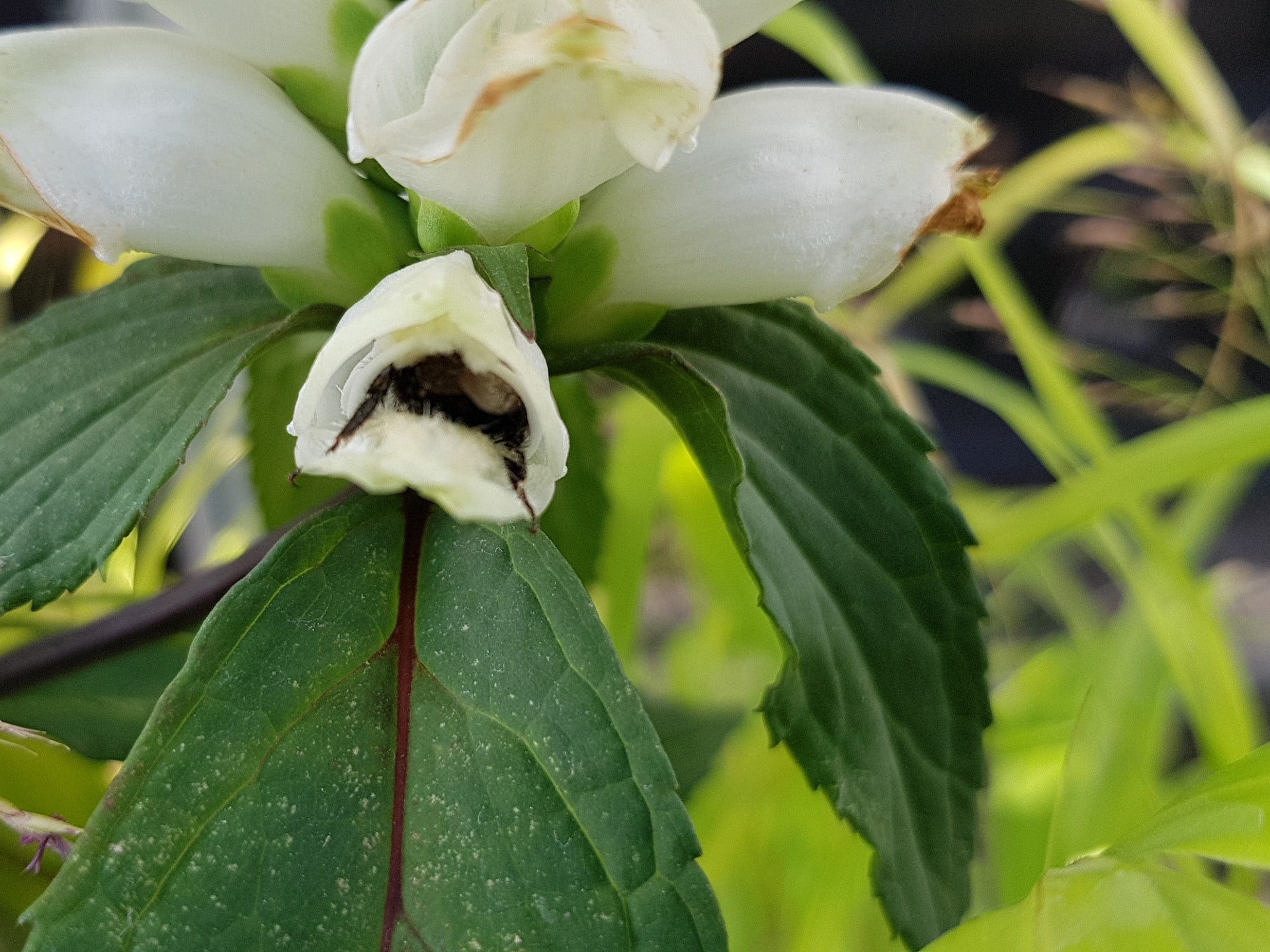 Fuzzy bee butt hanging out of a Chelone