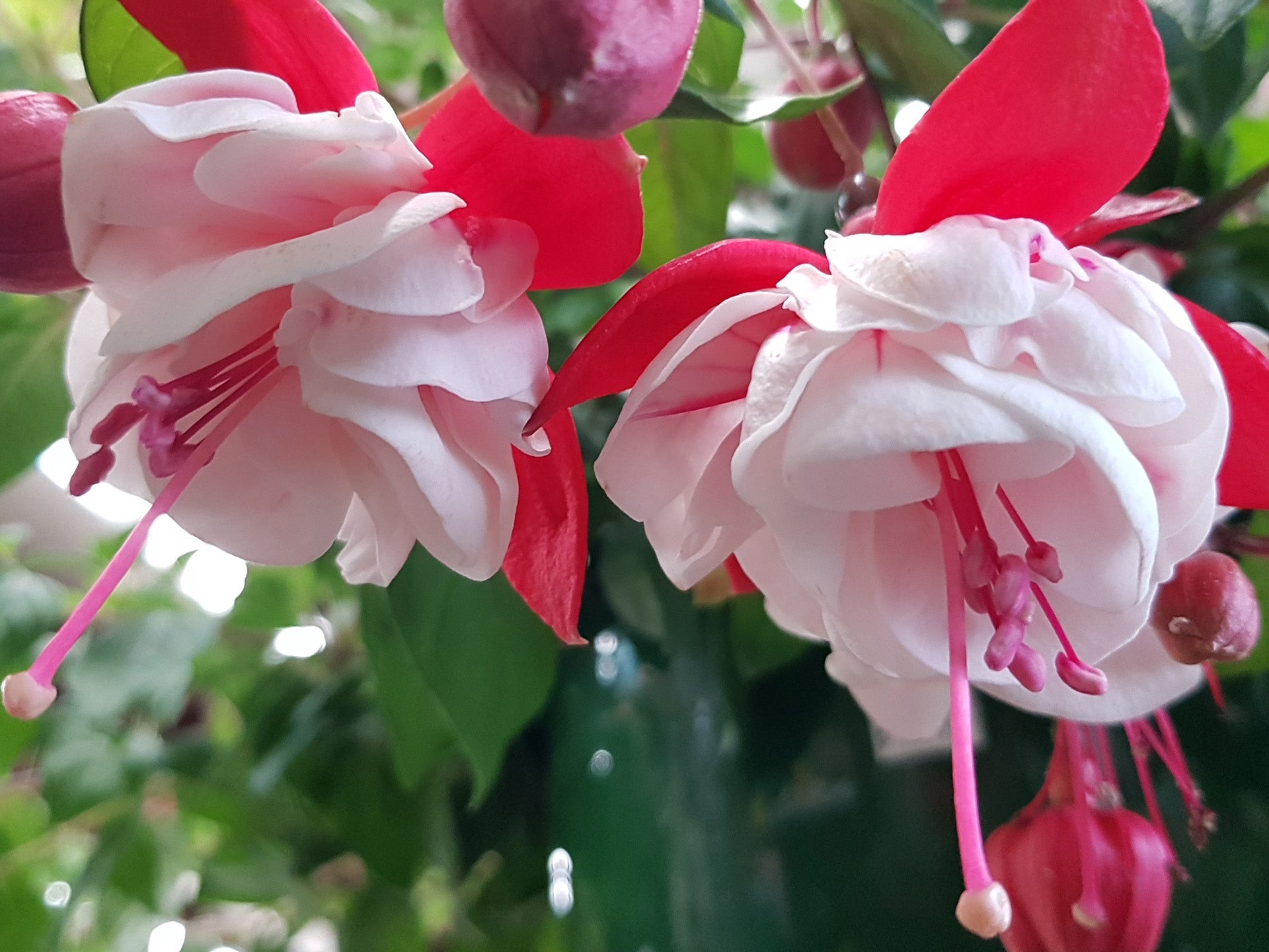 Fuchsia 10" Hanging Baskets