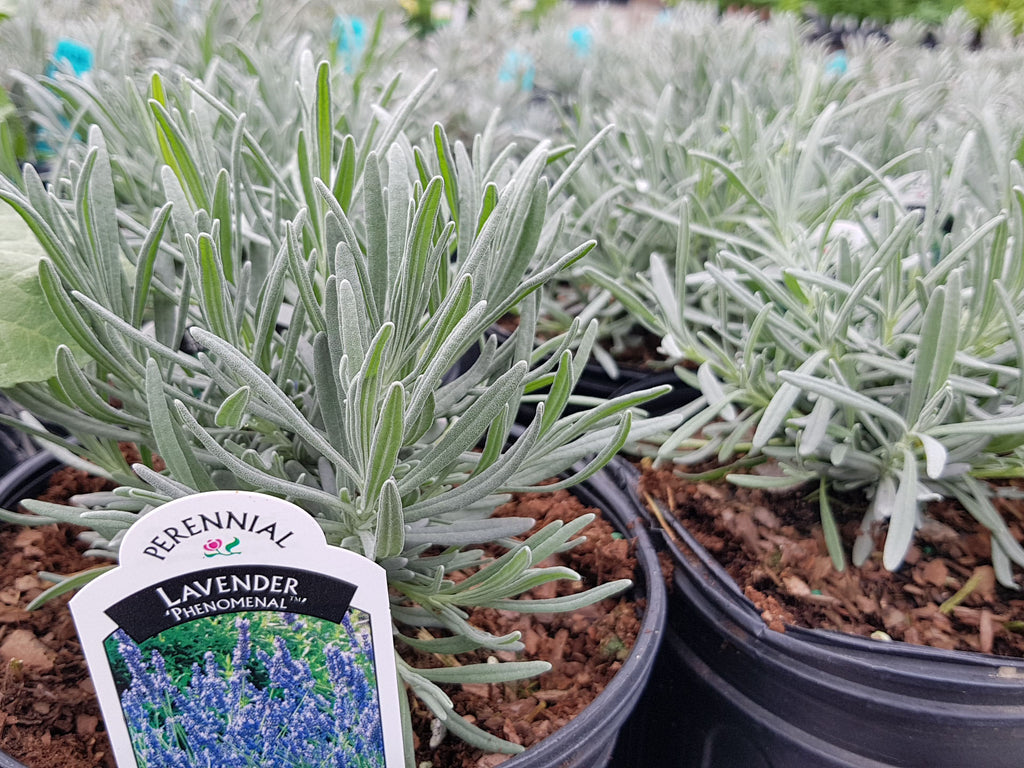 Lavender 'Phenomenal'