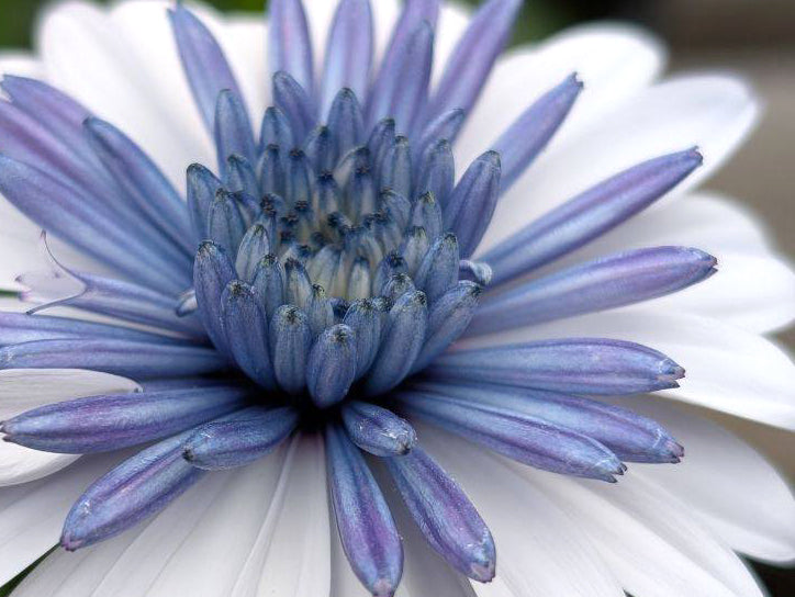 Osteospermum 4D™ Blue Ice