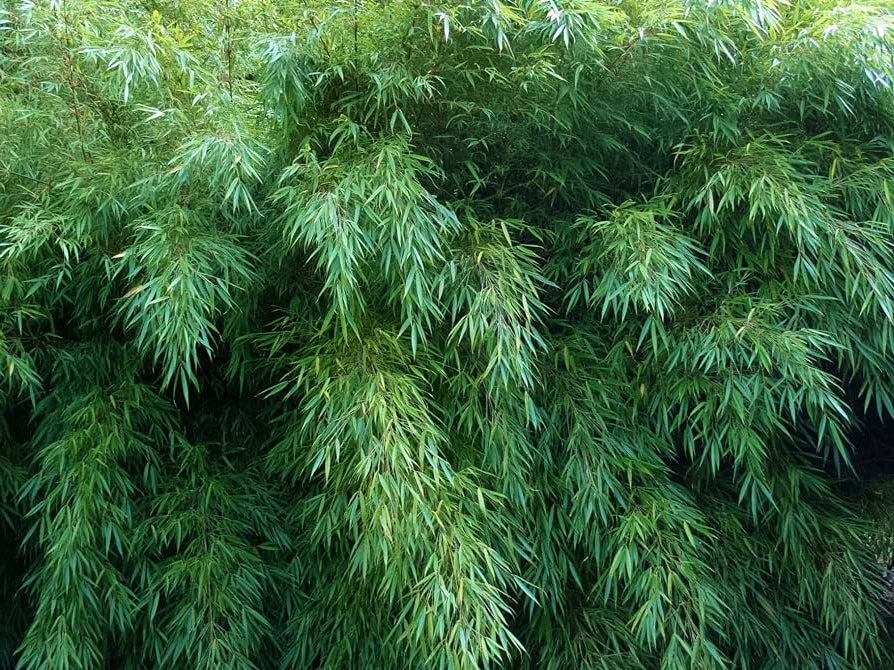 Fargesia dracocephala 'Rufa'