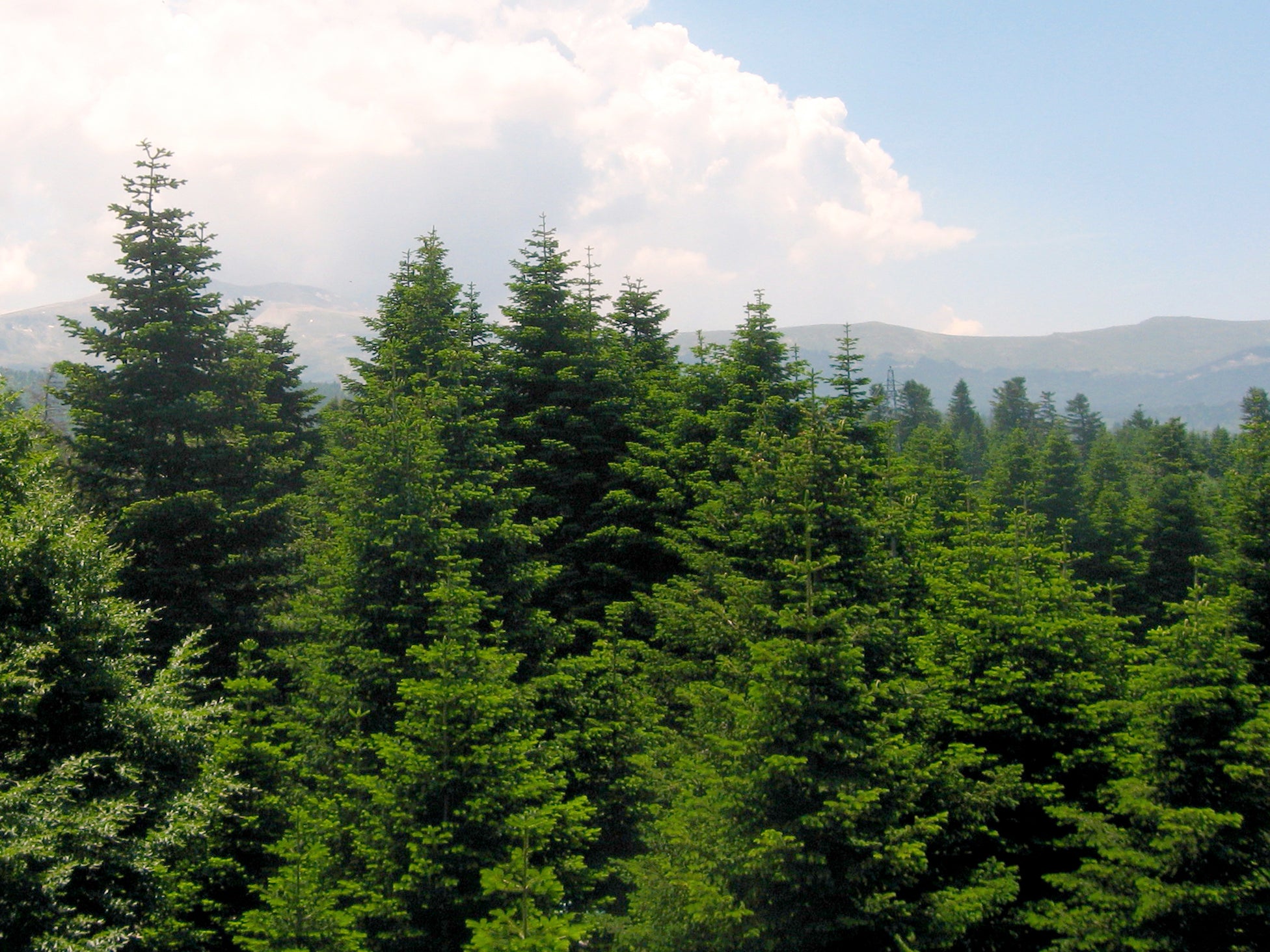 Turkish Fir