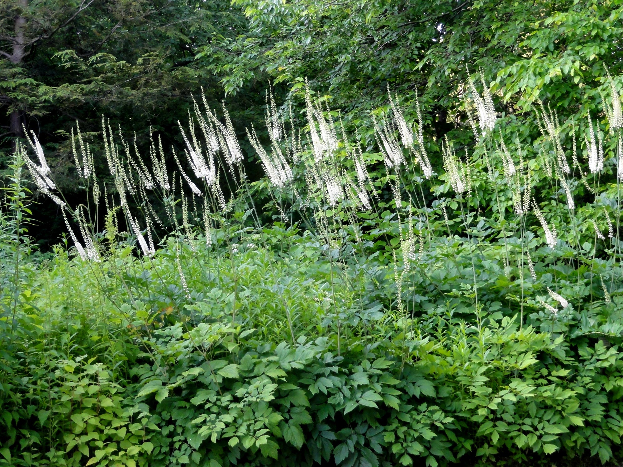 Actaea racemosa - Black Cohosh, Fairy Candles