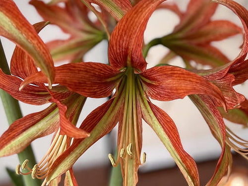 Amaryllis - La Paz