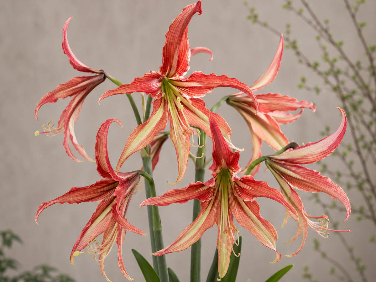 Amaryllis - La Paz