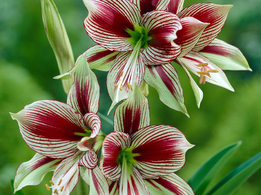 Amaryllis - Papilio (Butterfly)