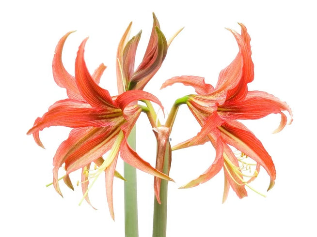 Amaryllis - La Paz