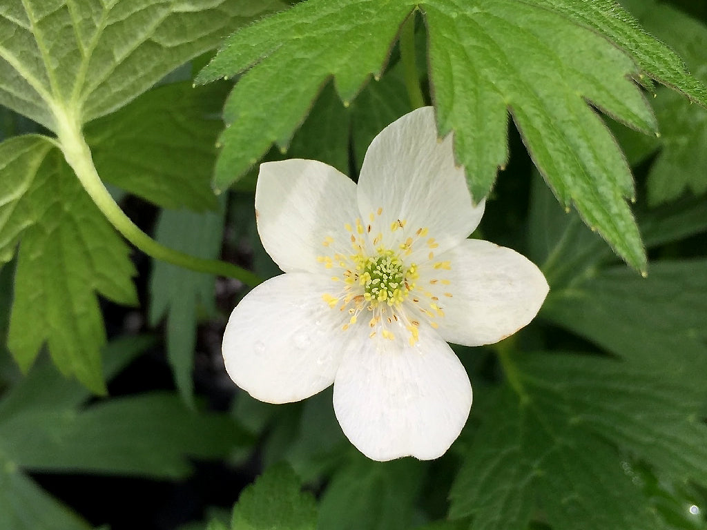 Anemone canadensis - Meadow Anemone