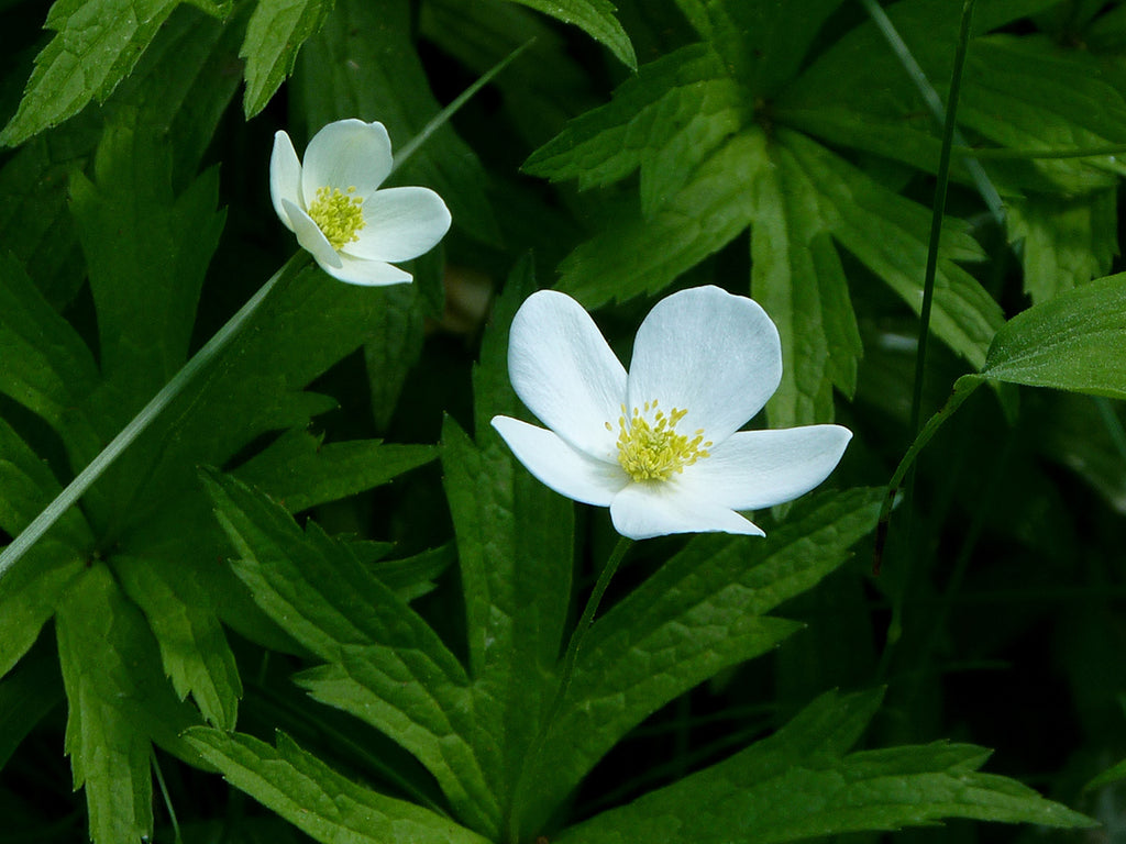 Anemone canadensis - Meadow Anemone