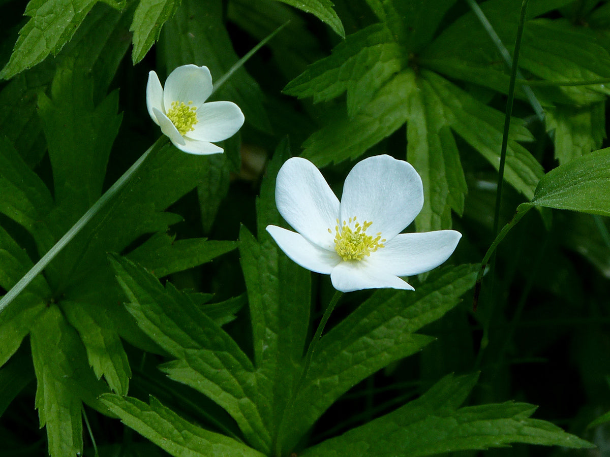 Anemone canadensis - Meadow Anemone
