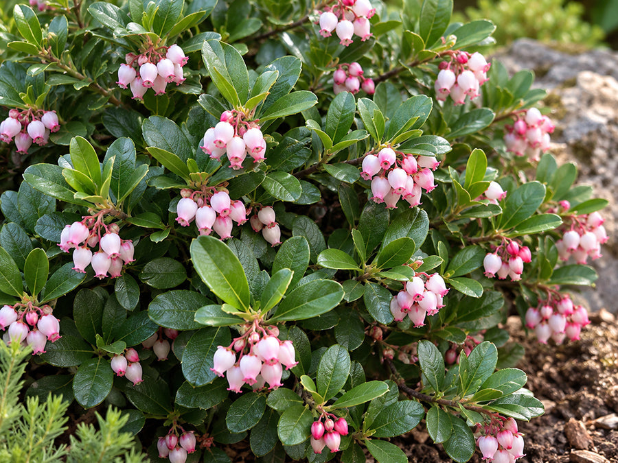 Arctostaphylos uva ursi - Bearberry 'Massachusetts'