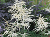 Aruncus dioicus 'Kneiffii' - Goatsbeard