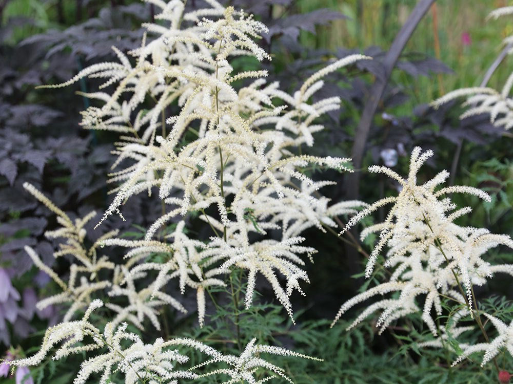 Aruncus dioicus 'Kneiffii' - Goatsbeard