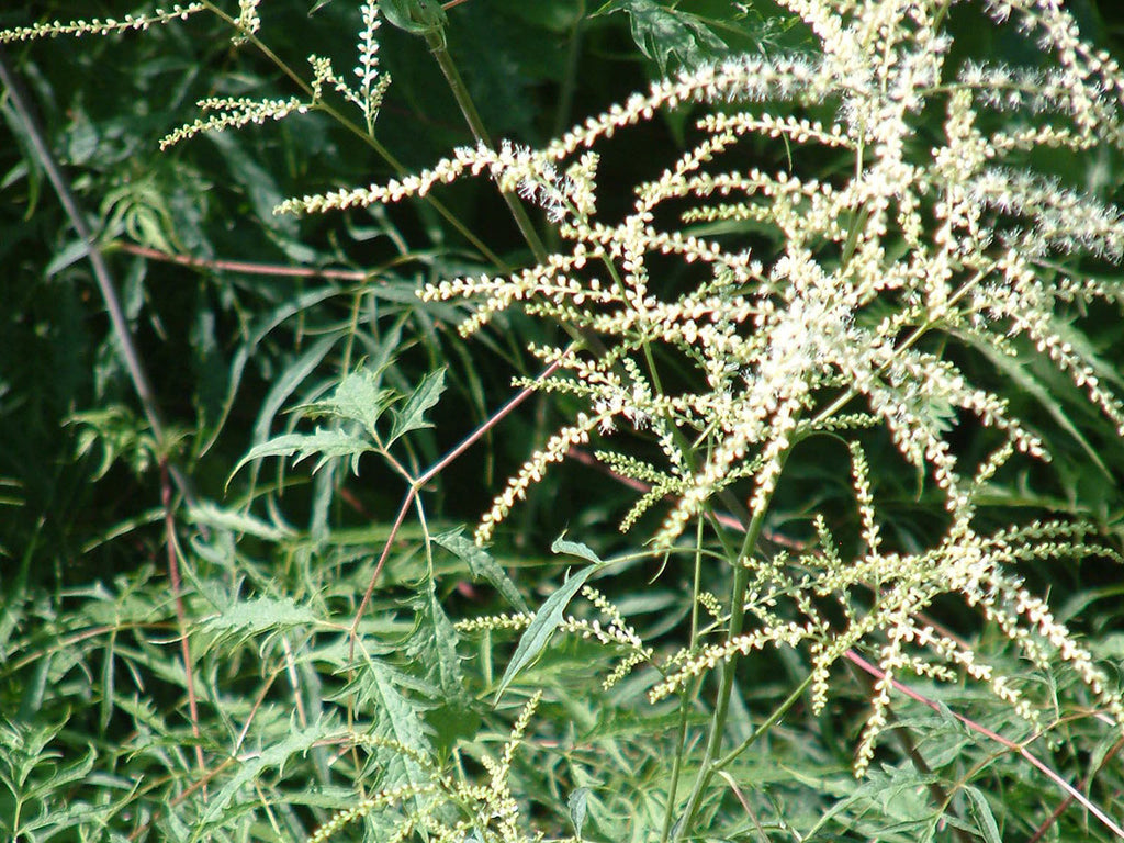 Aruncus dioicus 'Kneiffii' - Goatsbeard