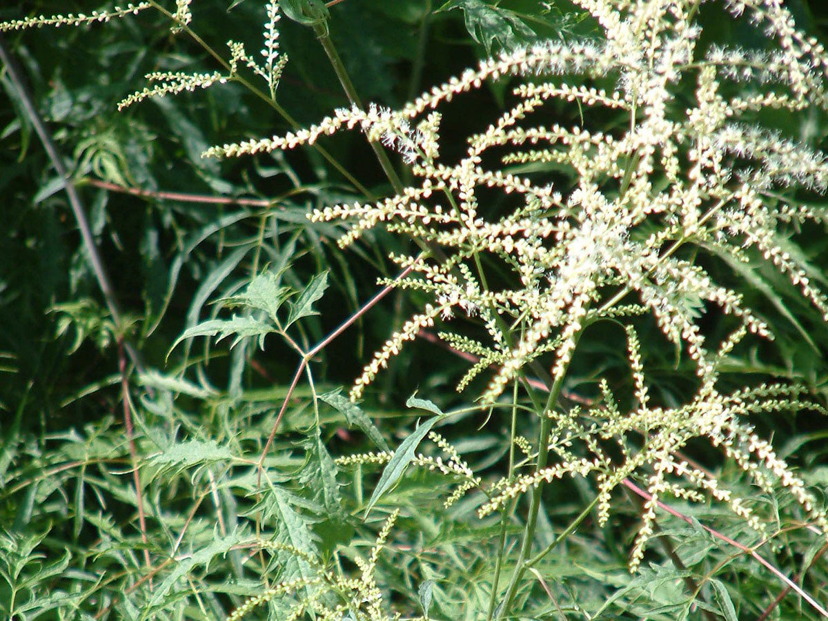 Aruncus dioicus 'Kneiffii' - Goatsbeard