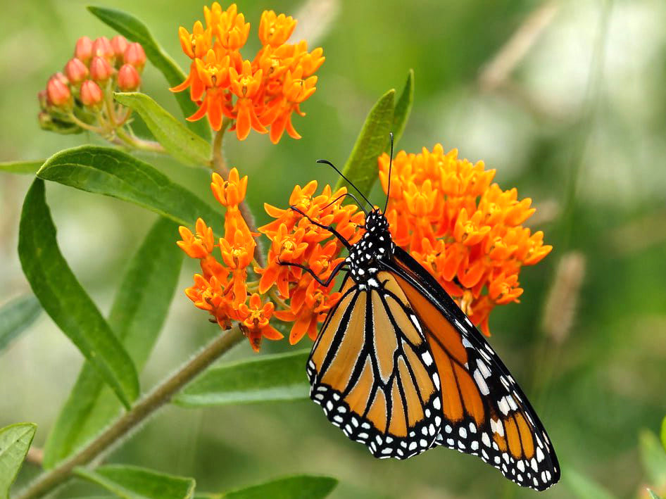 Asclepias tuberosa - Butterfly Weed