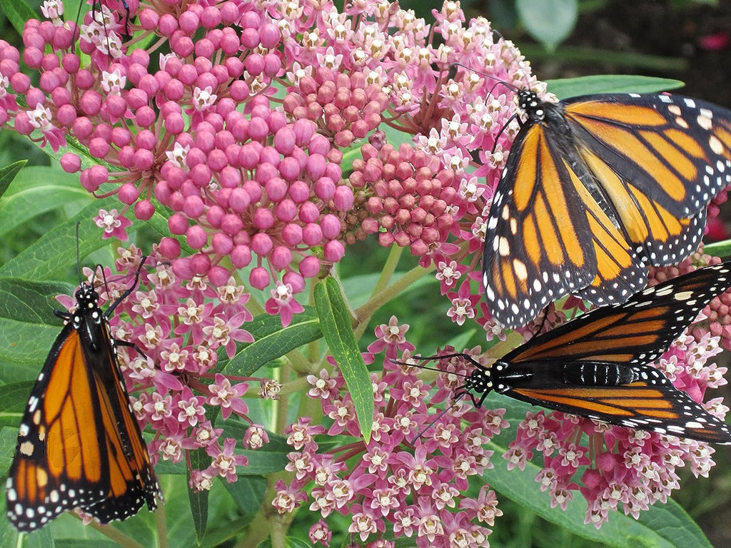 Asclepias incarnata