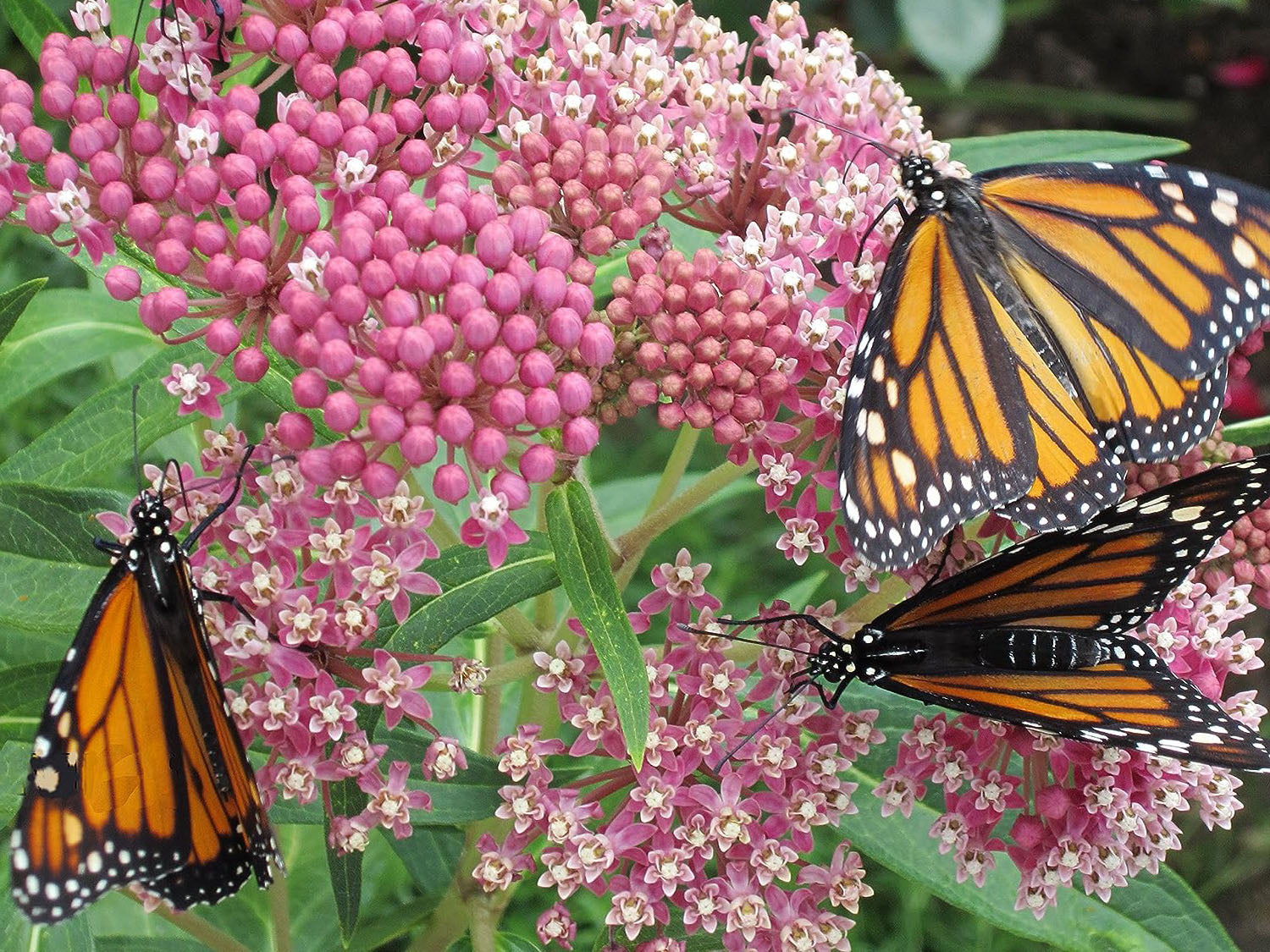 Asclepias incarnata