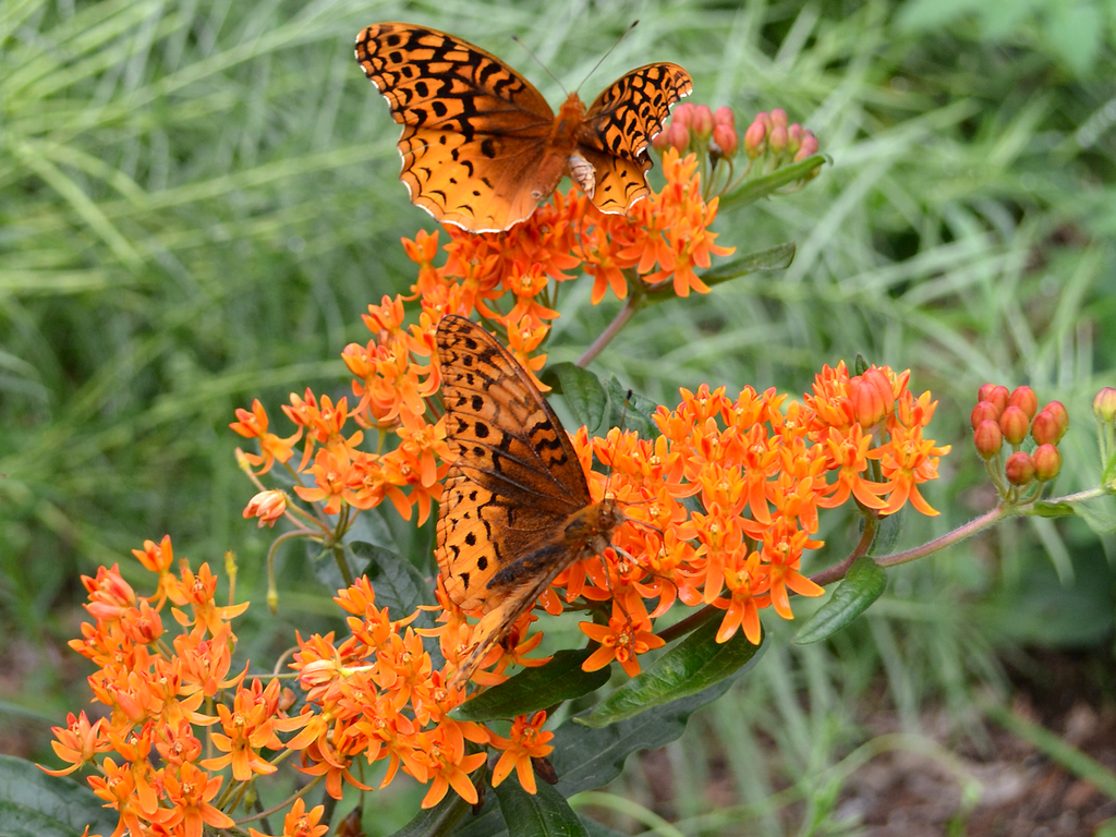 Asclepias tuberosa - Butterfly Weed