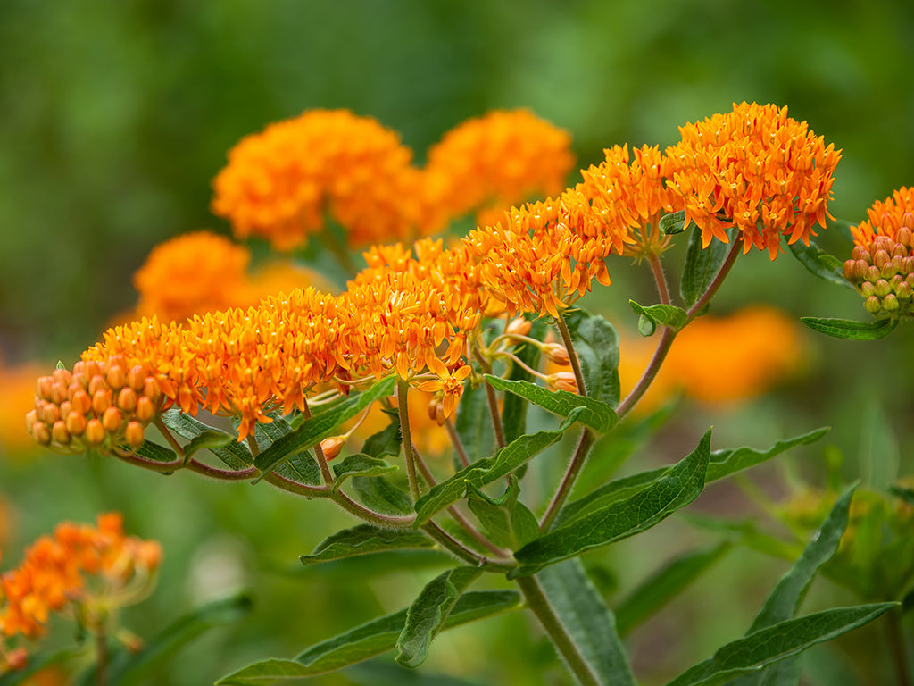 Asclepias tuberosa - Butterfly Weed
