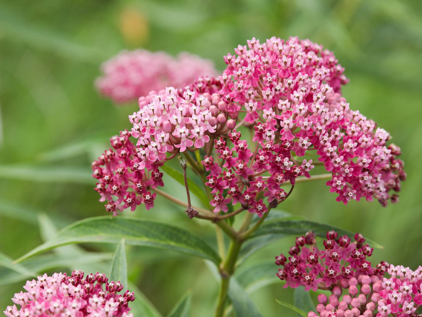 Asclepias incarnata