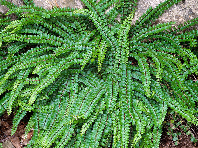 Asplenium trichomanes - Maidenhair Spleenwort