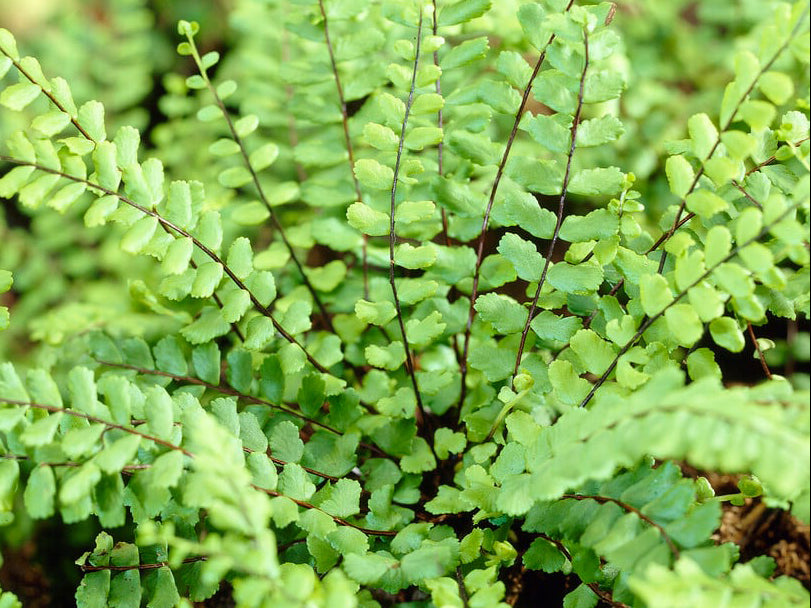 Asplenium trichomanes - Maidenhair Spleenwort