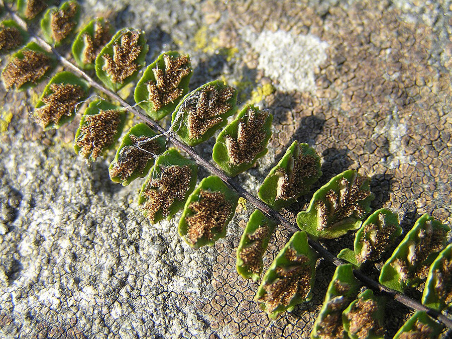 From Wikipedia - sori (reproductive structures) on the undersides. 