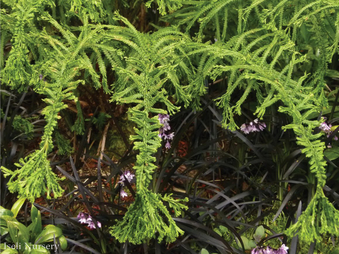 Athyrium filix-femina 'Victoriae' - Victorian Lady Fern