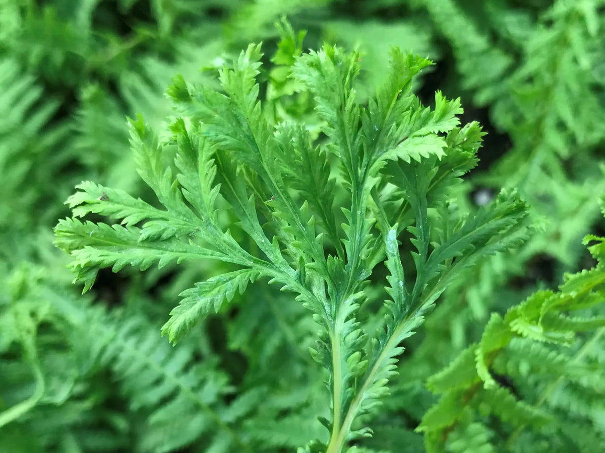 Athyrium filix-femina 'Victoriae' - Victorian Lady Fern