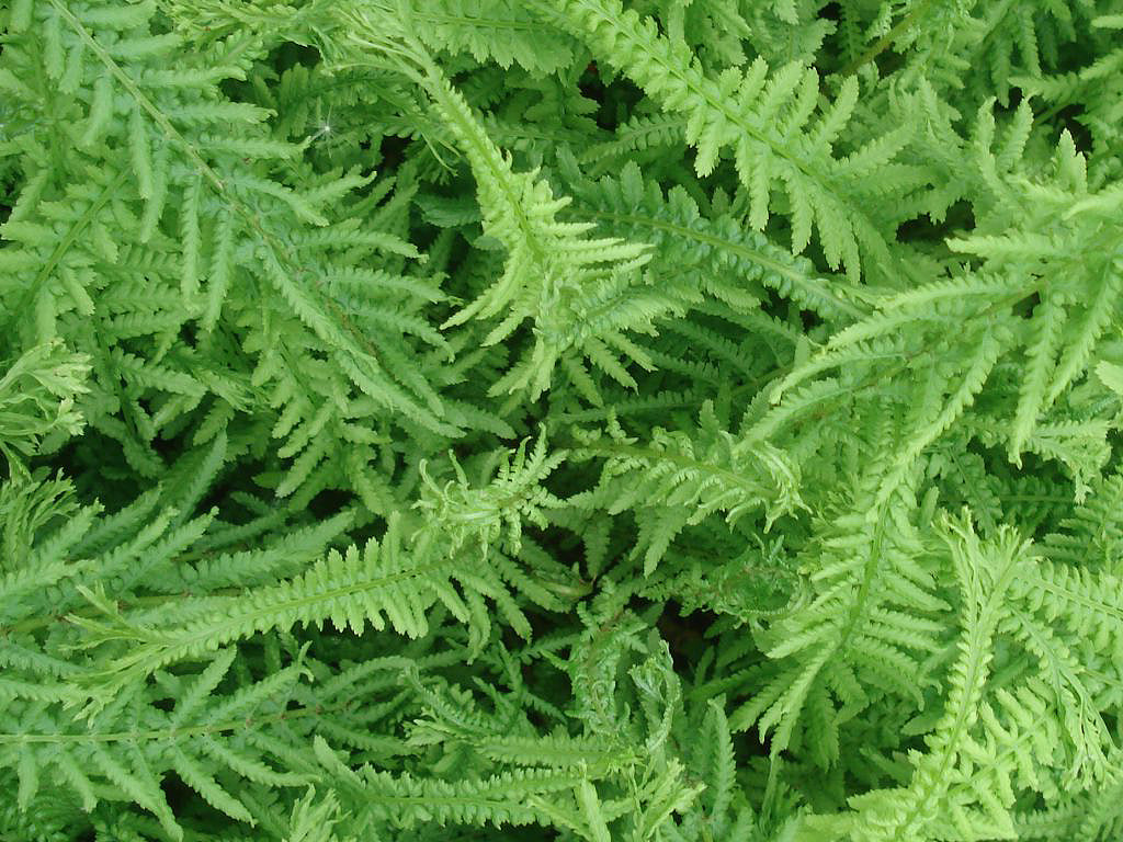 Athyrium filix-femina 'Victoriae' - Victorian Lady Fern
