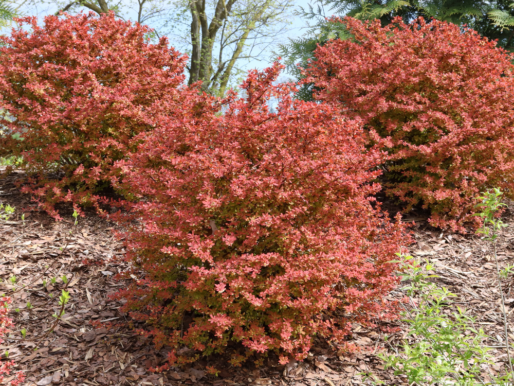 Sunjoy Fast Neo™ Barberry