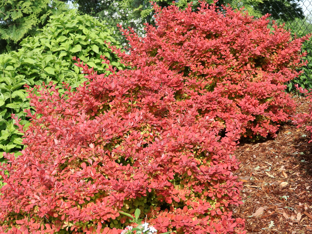 Sunjoy Fast Neo™ Barberry