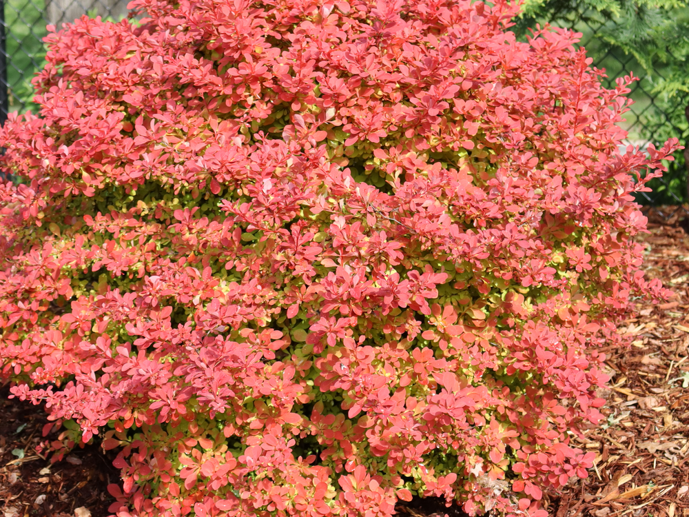 Sunjoy Fast Neo™ Barberry