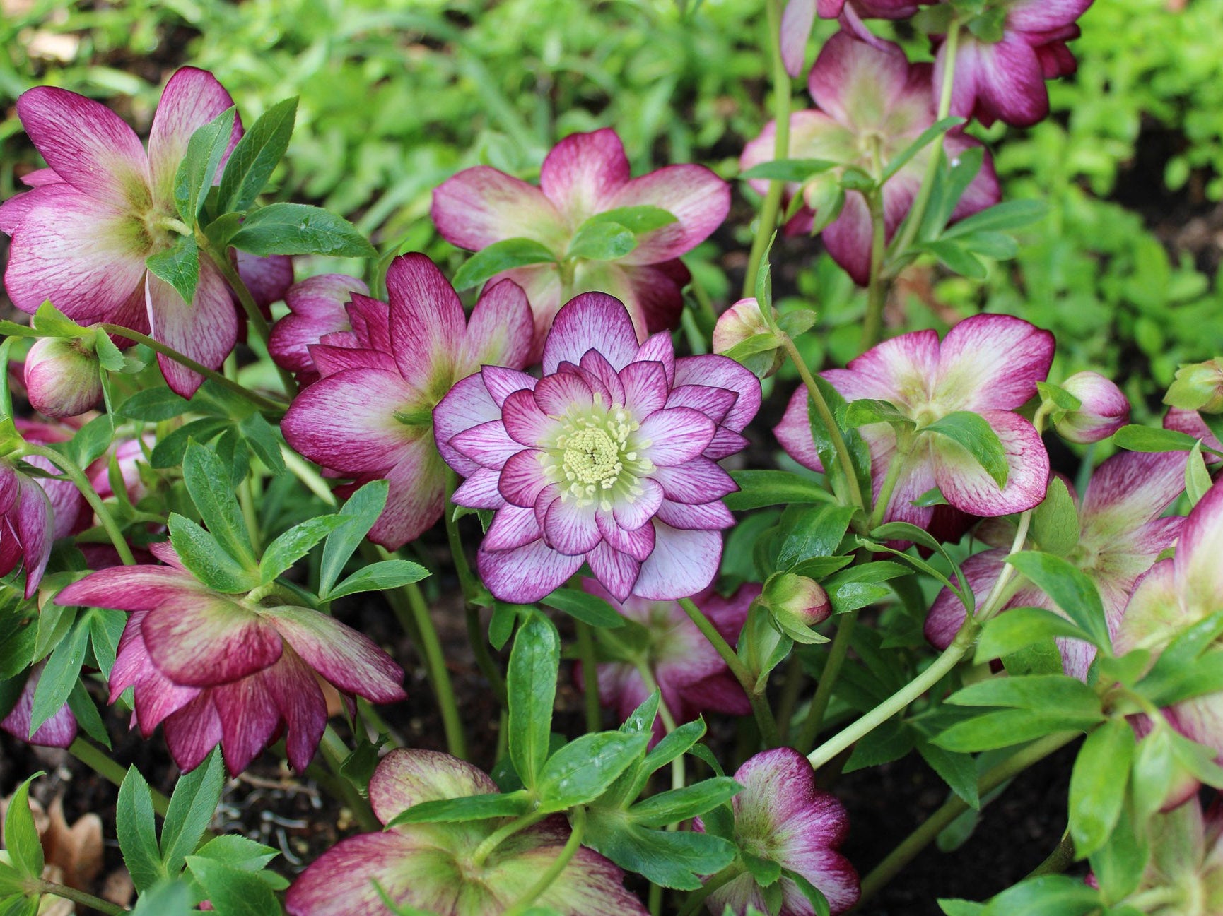 Helleborus - Wedding Party® 'Blushing Bridesmaid'