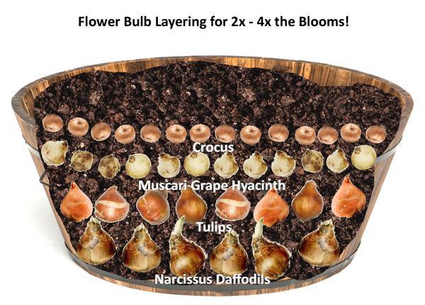 An illustration showing different layers of bulb in a container filled with soil. The bottom layer is Daffodils, next is Tulips, then Grape Hyacinth, topped with Crocus so you can maximize the bulbs in space. You can also use this same method in the ground.