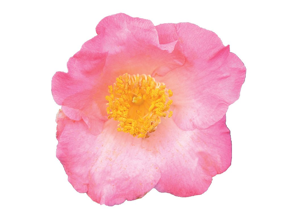 Camellia - Spring Circus