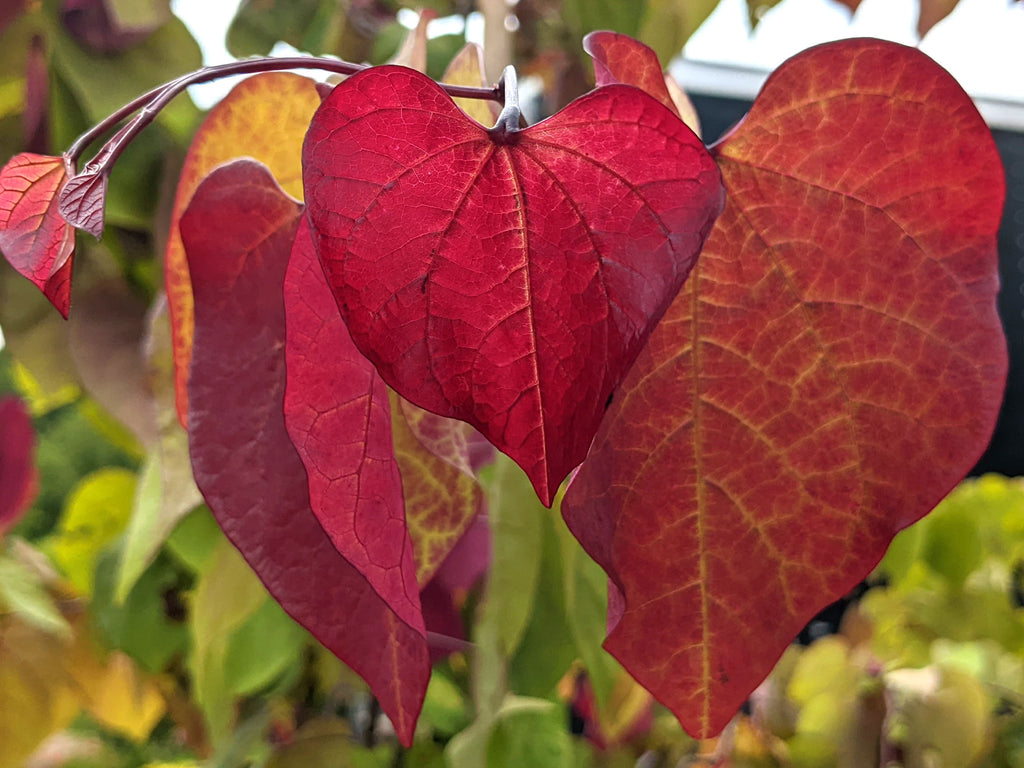 Cercis canadensis - Flame Thower®
