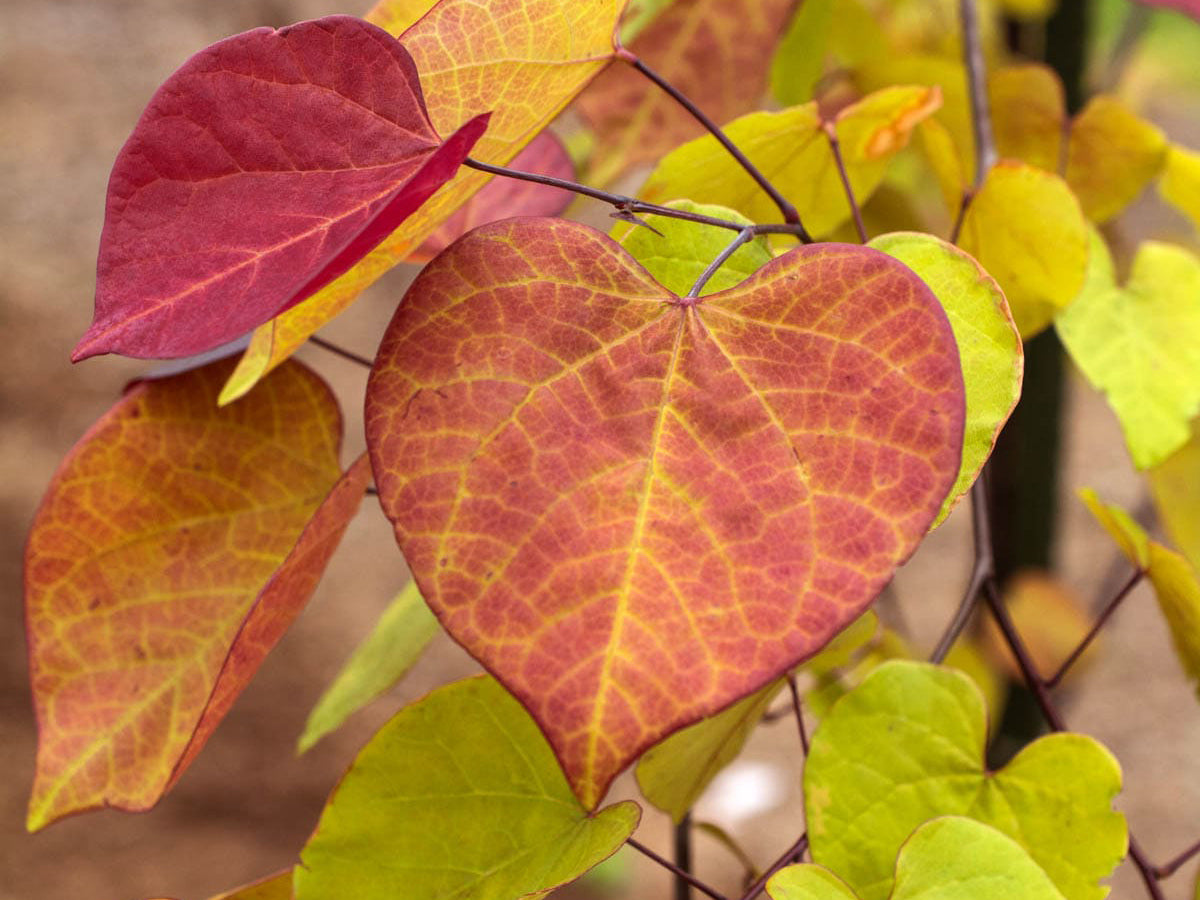 Cercis canadensis - Flame Thower®