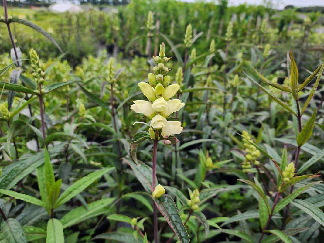 Chelone glabra 'Leiderhosen' - White Turtlehead