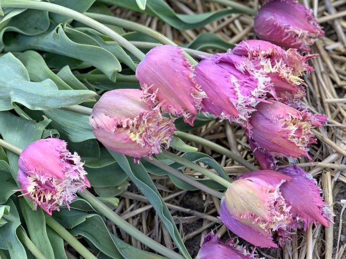 Tulips - Crunchy Cummins