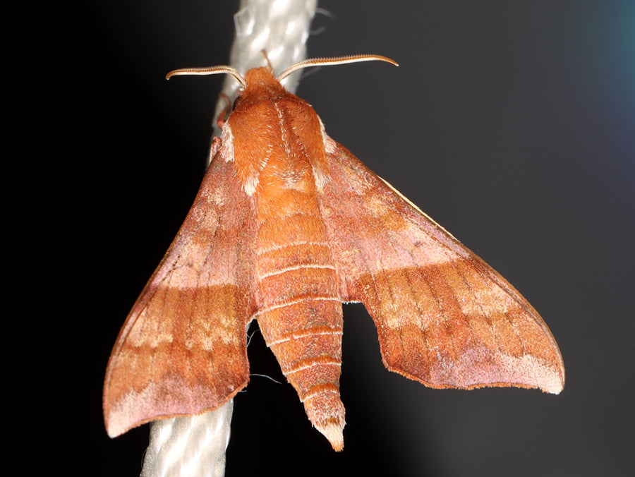 Photo by Jake McCumber