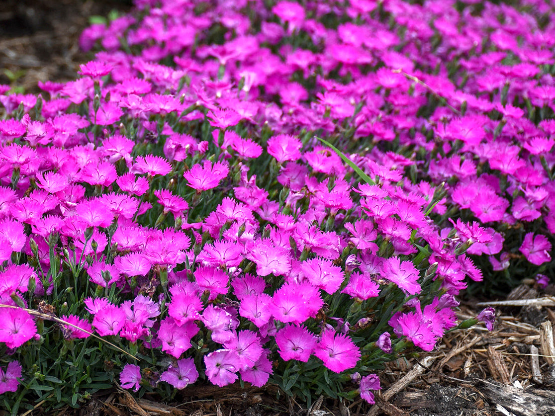 Dianthus 'Paint the Town Fuchsia'