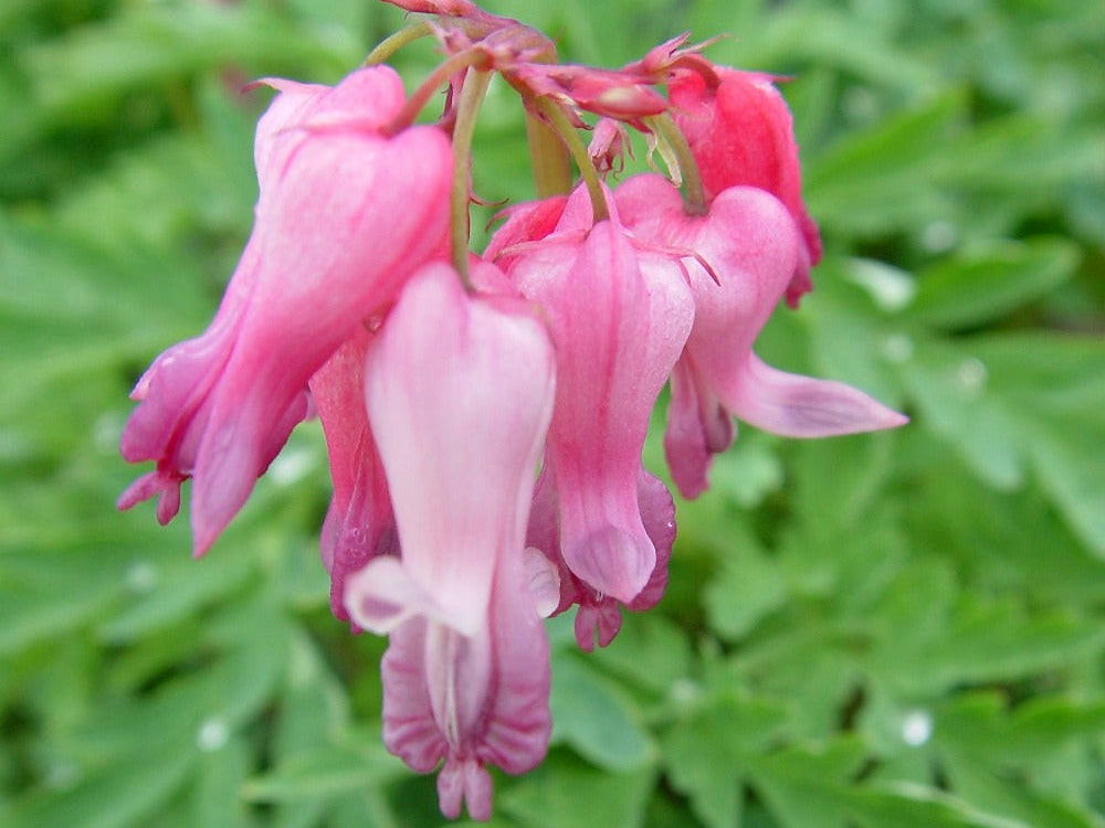 Dicentra eximia - Wild Bleeding Hearts